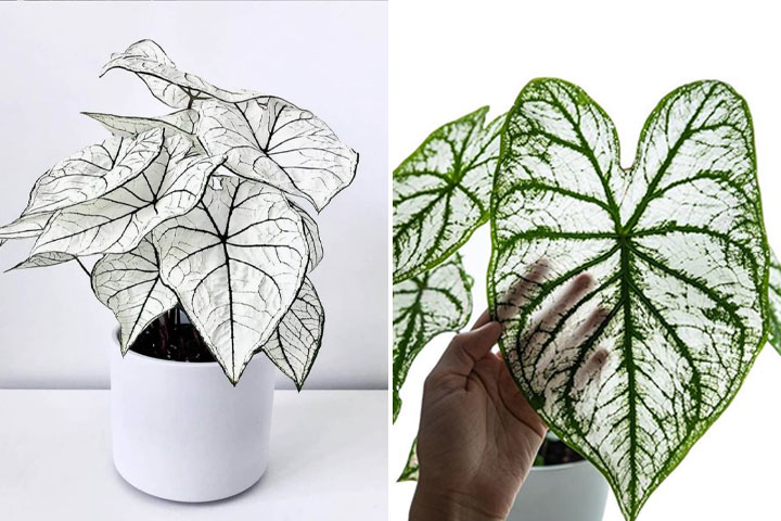 گیاهان آپارتمانی برگ پهن Broadleaf houseplants مجموعه تولیدی سیدوس ,تولید کننده گلدان پلاستیکی سیدوس ,بیش از 120نوع, اعم از گلدان استوانه ای پلاستیکی سیدوس,گلدان الماسی پلاستیکی سیدوس,گلدان مربعی پلاستیکی,گلدان مثلثی پلاستیکی,گلدان گرد پلاستیکی ,باکس مستطیلی,در اندازه های کاکتوسی تا درختچه ای