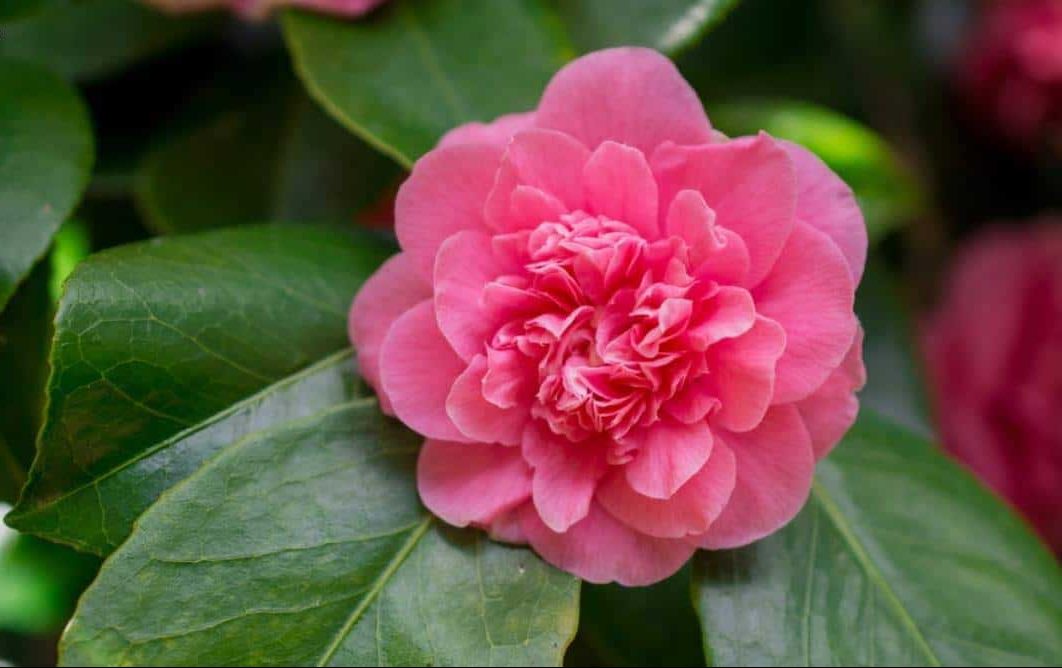 گل کاملیا ساسانکوا (Calmellia)نام علمی: (Camellia sasanqua)