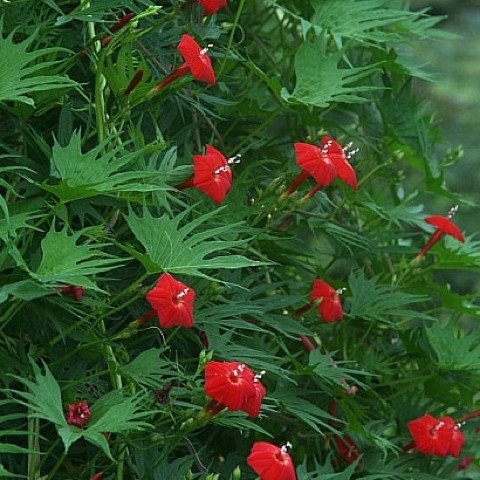 گل کاردینالنام علمی	Sinningia cardinalis
گل کاردینال از خانواده	Gesneriaceae
مجموعه تولیدی سیدوس تولید کننده گلدان پلاستیکی سیدوس