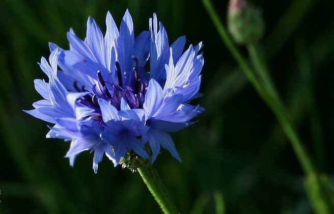 گل گندم (Centaurea cyanus) مجموعه تولیدی سیدوس ,تولید کننده گلدان پلاستیکی سیدوس