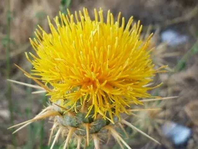 گل گندم (Centaurea cyanus)مجموعه تولیدی سیدوس ,تولید کننده گلدان پلاستیکی سیدوس