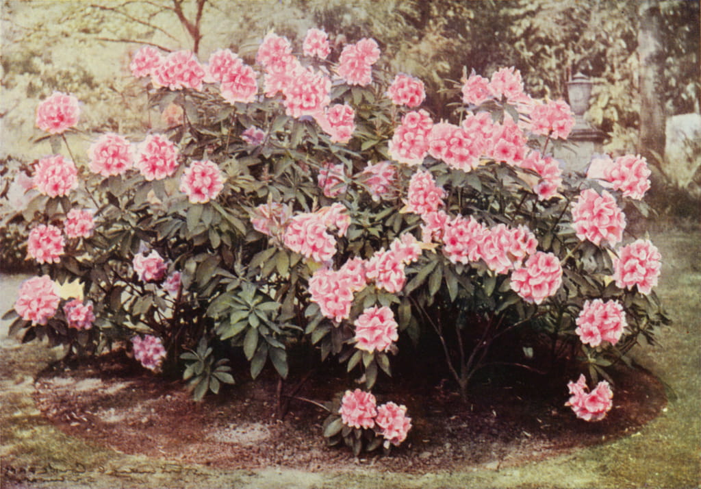 Rhododendron ponticum رودودندرون خرزه هندی مجموعه تولیدی سیدوس تولید کننده گلدان پلاستیکی سیدوس