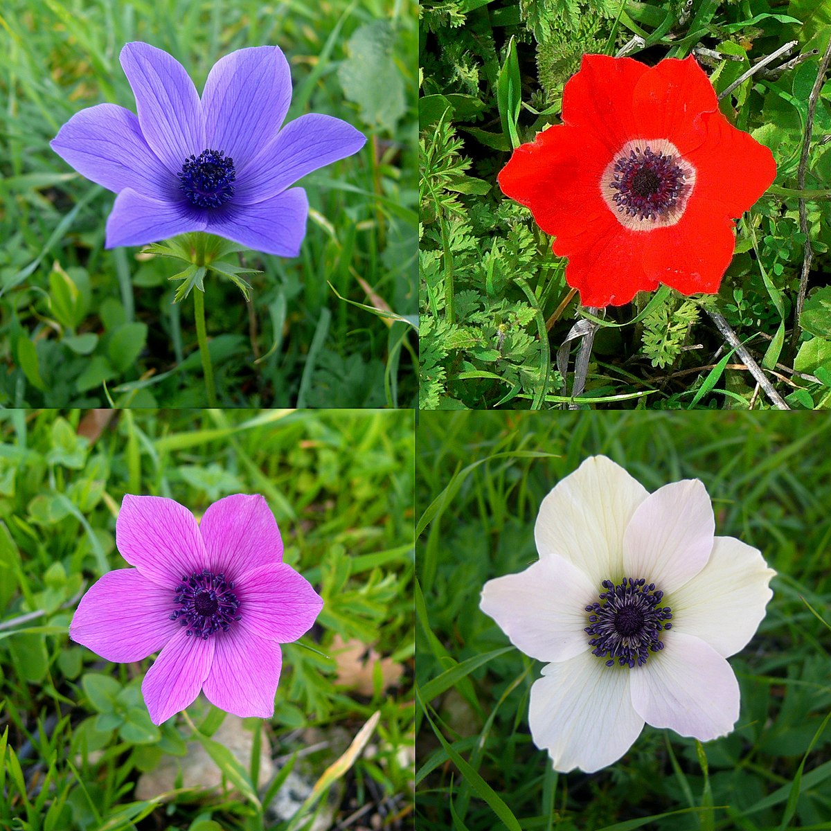گل آنمون تاجدار (Poppy Anemone)نام علمی: (Anemone coronaria)