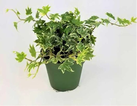 گیاهان آویزی,منزل شما را سبزتر می‌کنندHanging plants make your home greener
مجموعه تولیدی سیدوس تولید کننده گلدان پلاستیکی اعم از گلدان استوانه ای وگلدان الماسی,گلدان باکس ,و... با بیش از 120مدل گلدان پلاستیکی سیدوس