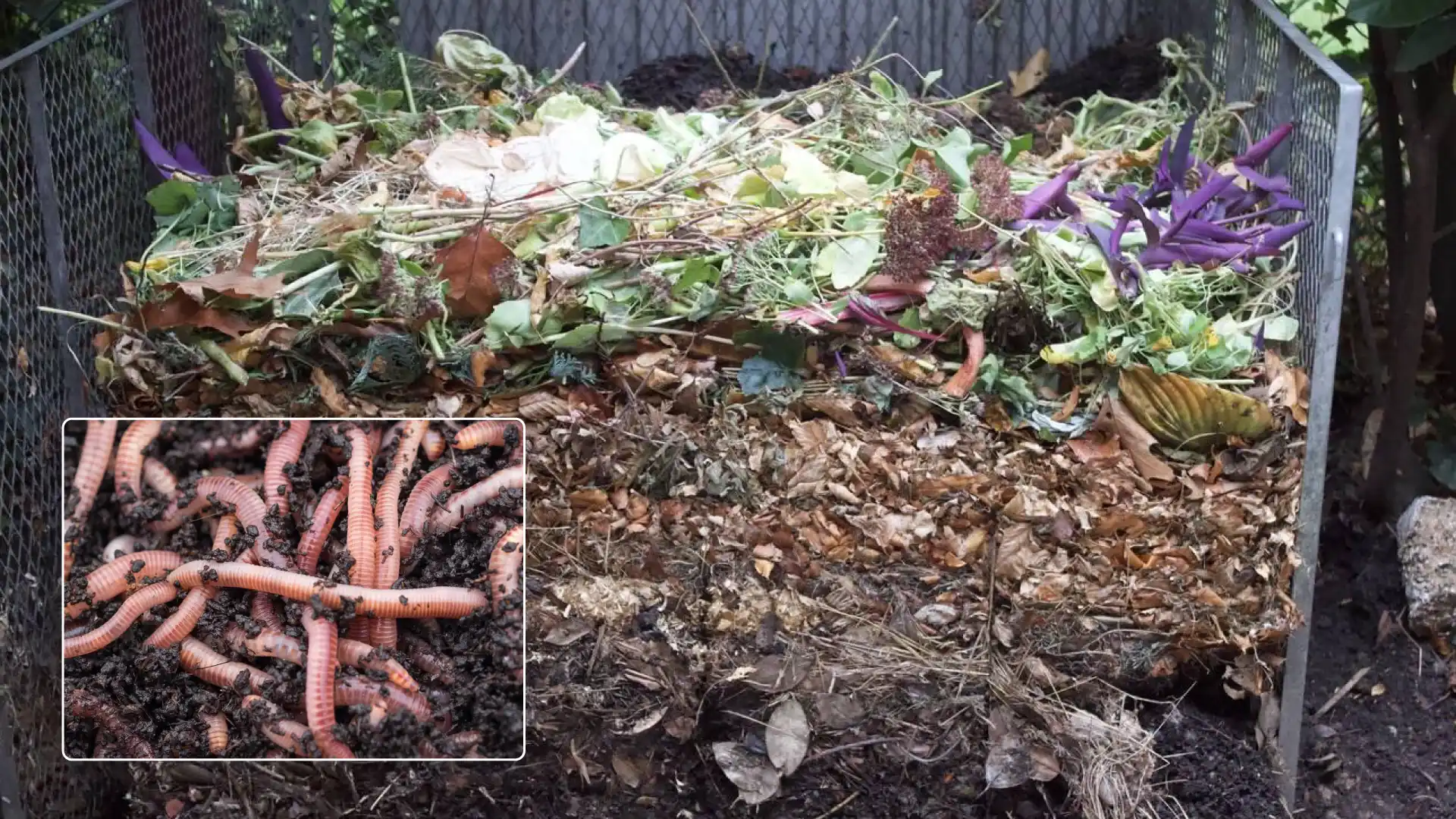 معایب ورمی کمپوستDisadvantages of vermicompost
مجموعه تولیدی سیدوس ,تولید کننده گلدان پلاستیکی سیدوس ,بیش از 120نوع, اعم از گلدان استوانه ای پلاستیکی سیدوس,گلدان الماسی پلاستیکی سیدوس,گلدان مربعی پلاستیکی,گلدان مثلثی پلاستیکی,گلدان گرد پلاستیکی ,باکس مستطیلی,در اندازه های کاکتوسی تا درختچه ای