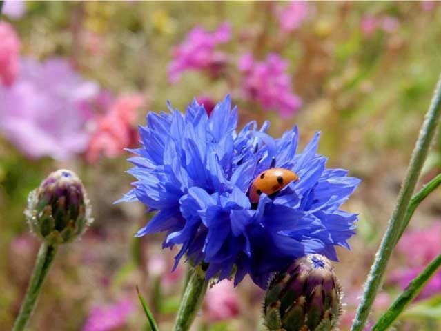 گل گندم (Centaurea cyanus)مجموعه تولیدی سیدوس ,تولید کننده گلدان پلاستیکی سیدوس