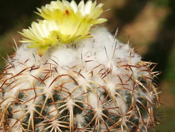 کاکتوس بدون تیغ کاکتوس کوریفانتا (Coryphantha) مجموعه تولیدی سیدوس تولید کننده گلدان پلاستیکی سیدوس