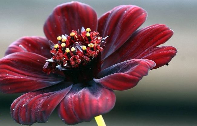 گل ستاره ای با نام لاتین Cosmos sp گیاهی از خانواده Asteraceae یا همان آفتابگردان‌ها است.مجموعه تولیدی سیدوس تولید کننده گلدان پلاستیکی سیدوس sidoos.ir
