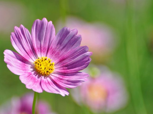 گل ستاره ای با نام لاتین Cosmos sp گیاهی از خانواده Asteraceae یا همان آفتابگردان‌ها است. مجموعه تولیدی سیدوس تولید کننده گلدان پلاستیکی سیدوس sidoos.ir