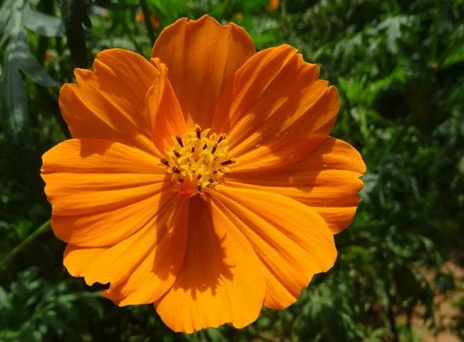 گل ستاره ای با نام لاتین Cosmos sp گیاهی از خانواده Asteraceae یا همان آفتابگردان‌ها است. مجموعه تولیدی سیدوس تولید کننده گلدان پلاستیکی سیدوس sidoos.ir