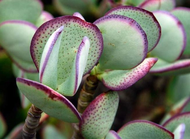 گل کراسولانام علمی Crassula arborescens خانواده Crassulaceae مجموعه تولیدی سیدوس ,تولید کننده گلدان پلاستیکی سیدوس