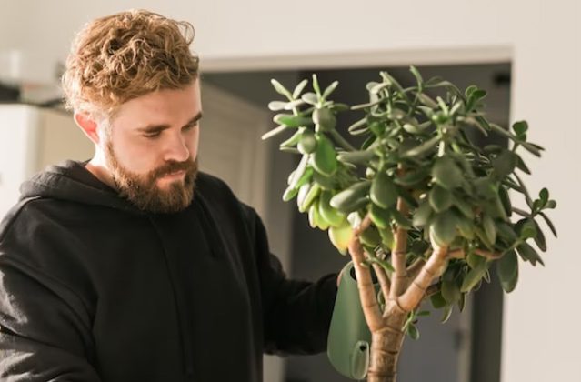 گل کراسولانام علمی Crassula arborescens خانواده Crassulaceae مجموعه تولیدی سیدوس ,تولید کننده گلدان پلاستیکی سیدوس