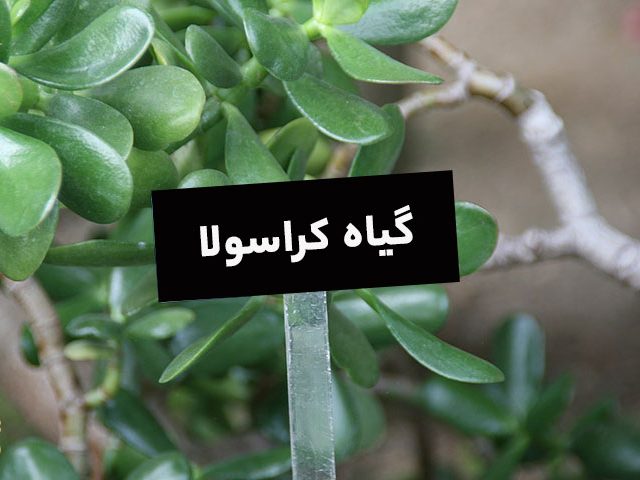 گل کراسولانام علمی Crassula arborescens خانواده Crassulaceae مجموعه تولیدی سیدوس ,تولید کننده گلدان پلاستیکی سیدوس