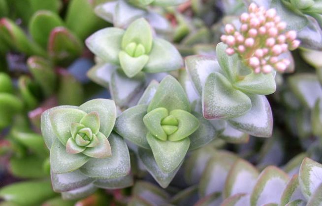 گل کراسولانام علمی Crassula arborescens خانواده Crassulaceae مجموعه تولیدی سیدوس ,تولید کننده گلدان پلاستیکی سیدوس