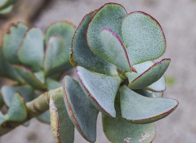 گل کراسولانام علمی Crassula arborescens خانواده Crassulaceae مجموعه تولیدی سیدوس ,تولید کننده گلدان پلاستیکی سیدوس