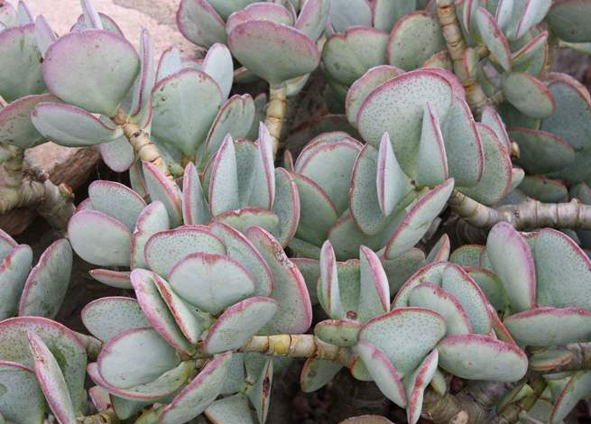 گل کراسولانام علمی Crassula arborescens خانواده Crassulaceae مجموعه تولیدی سیدوس ,تولید کننده گلدان پلاستیکی سیدوس