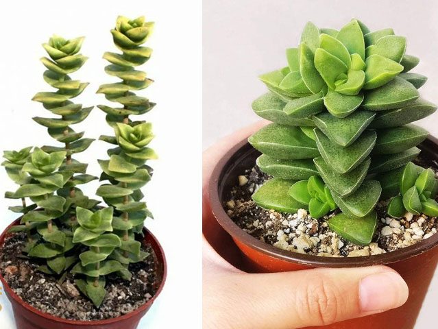 گل کراسولانام علمی Crassula arborescens خانواده Crassulaceae مجموعه تولیدی سیدوس ,تولید کننده گلدان پلاستیکی سیدوس