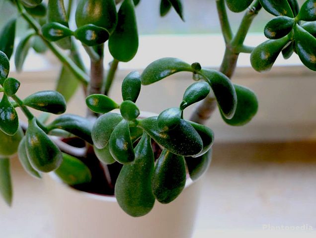 گل کراسولا نام علمی Crassula arborescens خانواده Crassulaceae مجموعه تولیدی سیدوس ,تولید کننده گلدان پلاستیکی سیدوس