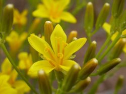 گل ریش قوش طلایی, Crepis aurea,Asteraceae گل ریش شاهین با ظاهری شبیه قاصدک مجموعه تولیدی سیدوس ,تولید کننده گلدان پلاستیکی سیدوس