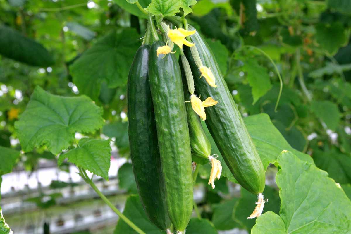 سبزیجاتی که می‌توانید در بالکن پرورش دهیدVegetables you can grow on your balcony مجموعه تولیدی سیدوس ,تولید کننده گلدان پلاستیکی سیدوس ,بیش از 120نوع, اعم از گلدان استوانه ای پلاستیکی سیدوس,گلدان الماسی پلاستیکی سیدوس,گلدان مربعی پلاستیکی,گلدان مثلثی پلاستیکی,گلدان گرد پلاستیکی ,باکس مستطیلی,در اندازه های کاکتوسی تا درختچه ای