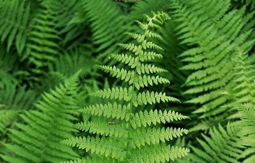 سرخس استرالیایی نام علمی: Cyathea cooper خانواده: فنجانکیان بومی: استرالیا نام‌های مرسوم: سرخس استرالیایی، سرخس توری مجموعه تولیدی سیدوس ,تولید کننده گلدان پلاستیکی سیدوس ,بیش از 120نوع, اعم از گلدان استوانه ای پلاستیکی سیدوس,گلدان الماسی پلاستیکی سیدوس,گلدان مربعی پلاستیکی,گلدان مثلثی پلاستیکی,گلدان گرد پلاستیکی ,باکس مستطیلی,در اندازه های کاکتوسی تا درختچه ای