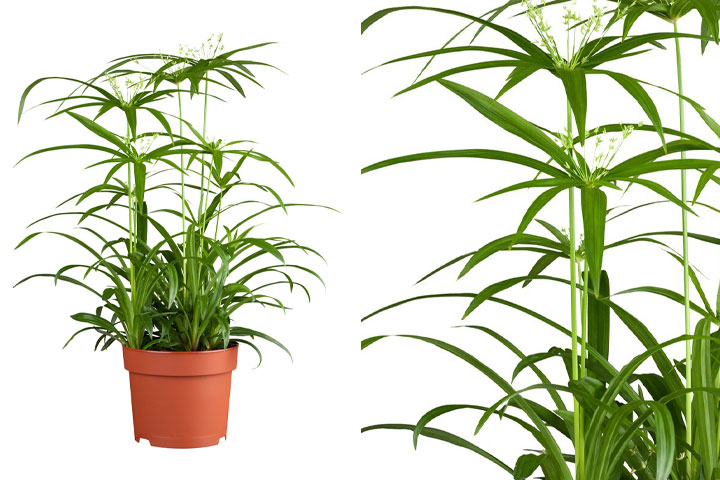 گیاه مناسب دستشویی تاریک و حمامA plant suitable for dark toilets and bathrooms مجموعه تولیدی سیدوس ,تولید کننده گلدان پلاستیکی سیدوس ,بیش از 120نوع, اعم از گلدان استوانه ای پلاستیکی سیدوس,گلدان الماسی پلاستیکی سیدوس,گلدان مربعی پلاستیکی,گلدان مثلثی پلاستیکی,گلدان گرد پلاستیکی ,باکس مستطیلی,در اندازه های کاکتوسی تا درختچه ای