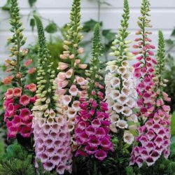 DIGITALIS PURPUREA,گل انگشتانه,