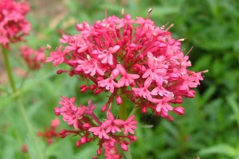 گیاه والرین قرمز / گل والرین کاذب قرمز/ گل سنبل طیب قرمز (Red Valerian)نام علمی: (Centranthus ruber)