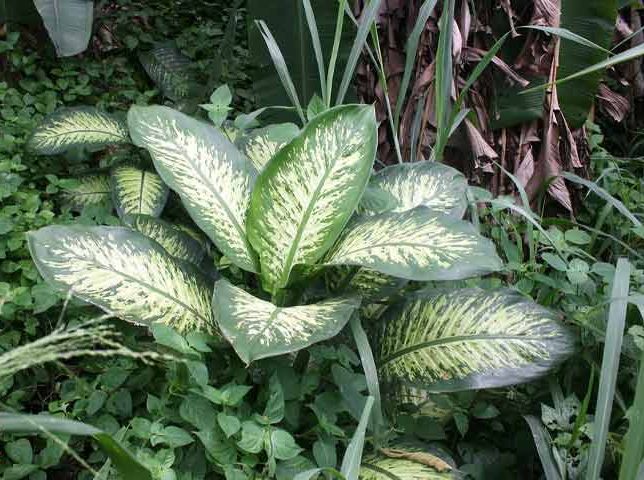 دیفن باخیا و تکثیر ۴ گونه معروف Dieffenbachia and reproduction of 4 famous species مجموعه تولیدی سیدوس تولید کننده 120نوع گلدان پلاستیکی