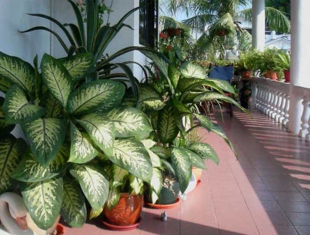 دیفن باخیا و تکثیر ۴ گونه معروف Dieffenbachia and reproduction of 4 famous species مجموعه تولیدی سیدوس تولید کننده 120نوع گلدان پلاستیکی