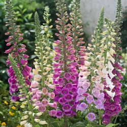 گل انگشتانه purple-foxgloveladys-glove,DIGITALIS PURPUREA مجموعه تولیدی سیدوس,تولید کننده گلدان پلاستیکی سیدوس