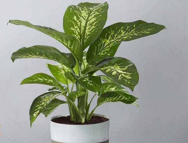 دیفن باخیا و تکثیر ۴ گونه معروف Dieffenbachia and reproduction of 4 famous species مجموعه تولیدی سیدوس تولید کننده 120نوع گلدان پلاستیکی