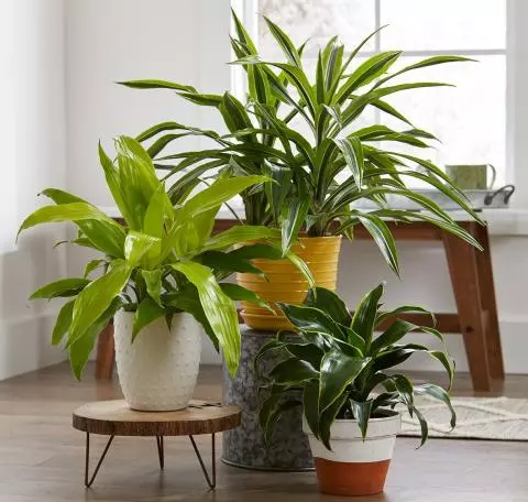 گیاه دراسنا که با نام علمی Dracaena marginata و نام انگلیسی Dragon tree شناخته می‌ شود، مجموعه تولیدی سیدوس, تولید کننده گلدان پلاستیکی سیدوس