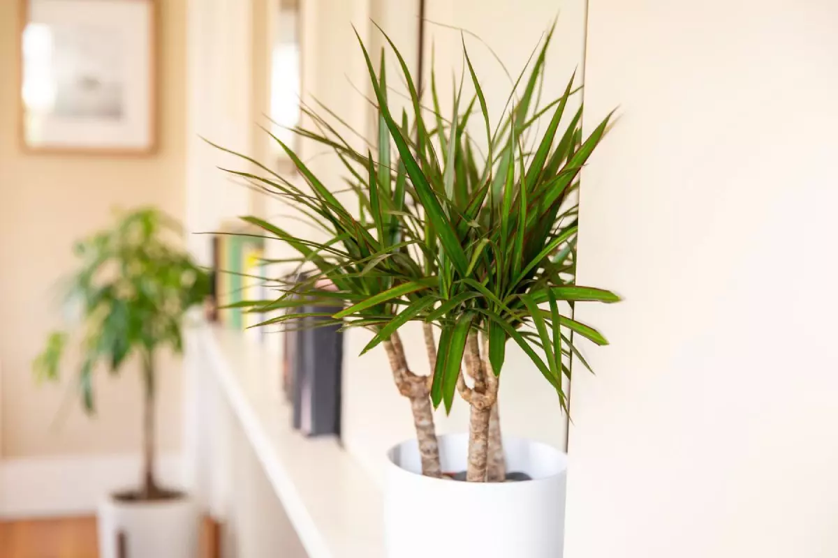درختچه های آپارتمانی در گلدان پلاستیکی سیدوسApartment shrubs in plastic pots Sidoos
مجموعه تولیدی سیدوس ,تولید کننده گلدان پلاستیکی سیدوس ,بیش از 120نوع, اعم از گلدان استوانه ای پلاستیکی سیدوس,گلدان الماسی پلاستیکی سیدوس,گلدان مربعی پلاستیکی,گلدان مثلثی پلاستیکی,گلدان گرد پلاستیکی ,باکس مستطیلی,در اندازه های کاکتوسی تا درختچه ای