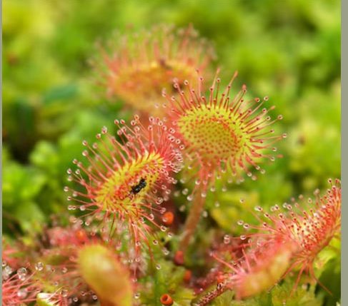 گیاهان گوشتخوار (Carnivorous plant) مجموعه تولیدی سیدوس ,تولید کننده گلدان پلاستیکی سیدوس