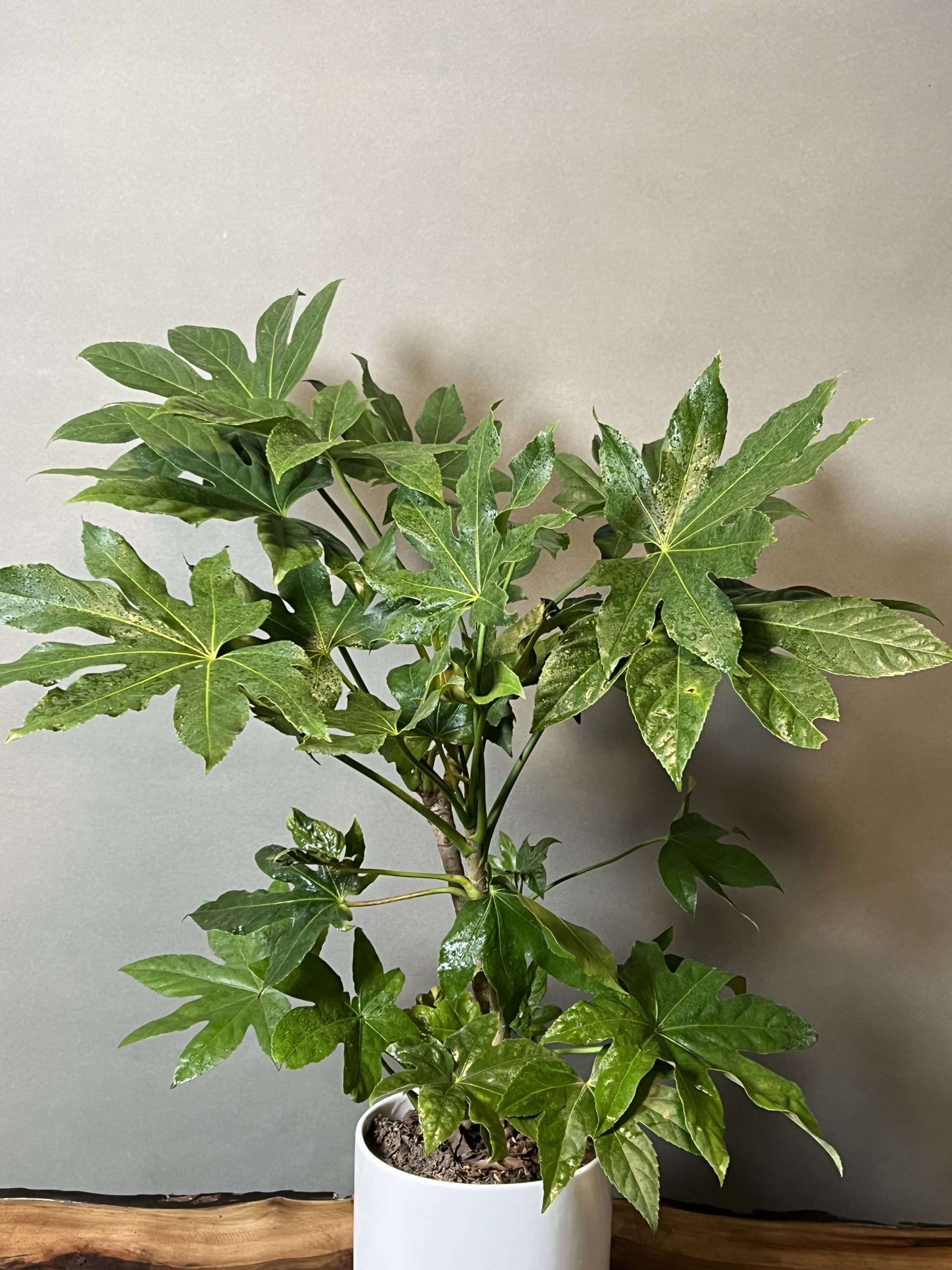گیاه آرالیای ژاپنیJapanese Aralia plant
مجموعه تولیدی سیدوس ,تولید کننده گلدان پلاستیکی سیدوس ,بیش از 120نوع, اعم از گلدان استوانه ای پلاستیکی سیدوس,گلدان الماسی پلاستیکی سیدوس,گلدان مربعی پلاستیکی,گلدان مثلثی پلاستیکی,گلدان گرد پلاستیکی ,باکس مستطیلی,در اندازه های کاکتوسی تا درختچه ای