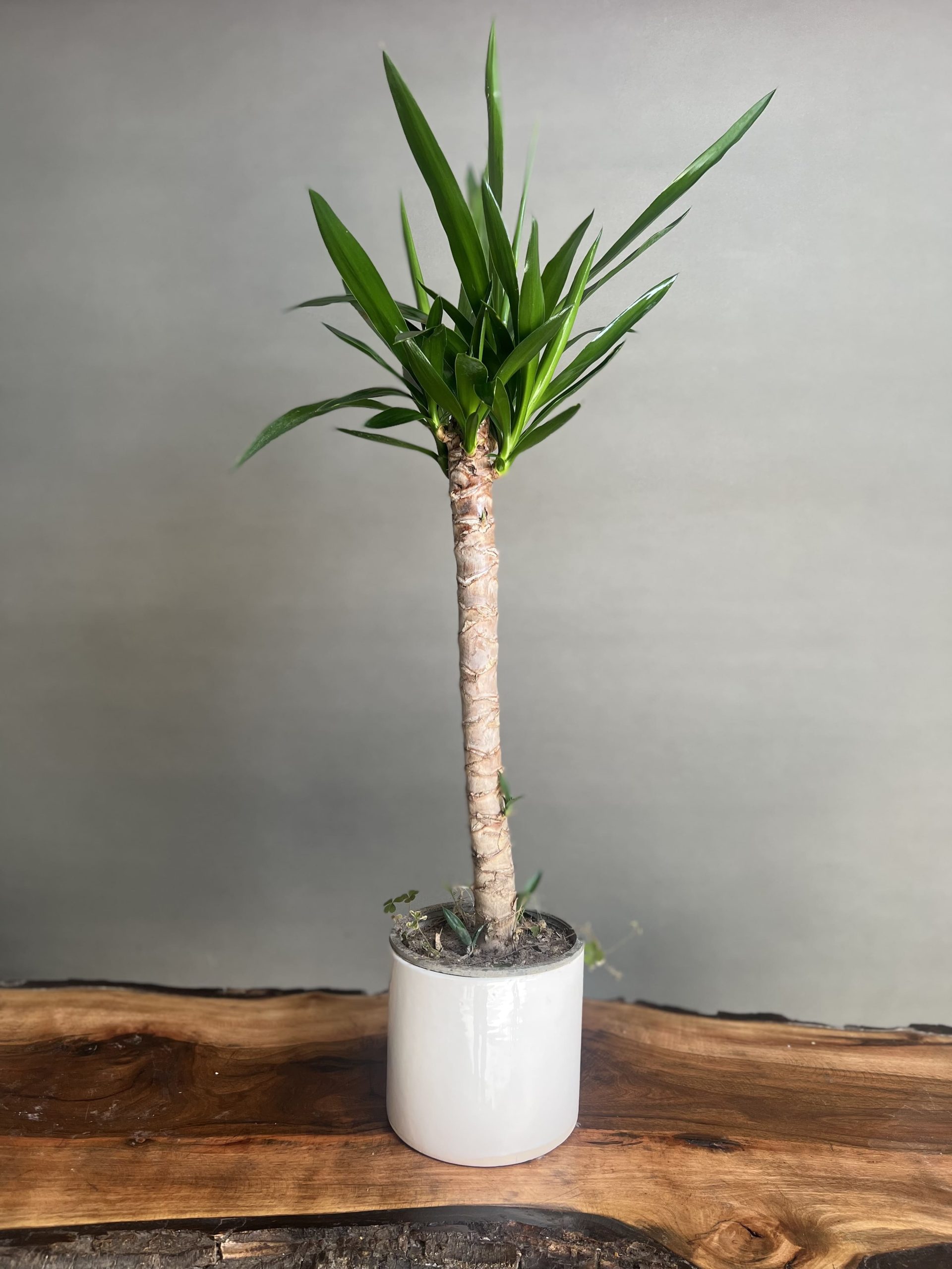 نخل آپارتمانی یوکاYucca houseplant مجموعه تولیدی سیدوس ,تولید کننده گلدان پلاستیکی سیدوس ,بیش از 120نوع, اعم از گلدان استوانه ای پلاستیکی سیدوس,گلدان الماسی پلاستیکی سیدوس,گلدان مربعی پلاستیکی,گلدان مثلثی پلاستیکی,گلدان گرد پلاستیکی ,باکس مستطیلی,در اندازه های کاکتوسی تا درختچه ای