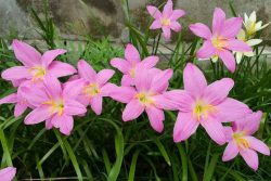 گل زفیرانتس(Zephyrlily)Zephyranthes Amaryllidoideae مجموعه تولیدی سیدوس تولید کننده گلدان پلاستیکی استوانه ای سیدوس