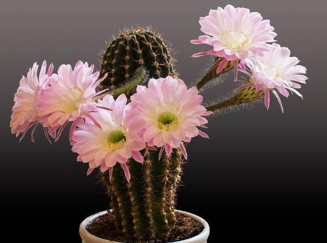 کاکتوس مناسب منزل (25پیشنهاد)Cactus suitable for home (25 suggestions) مجموعه تولیدی سیدوس , تولید کننده گلدان پلاستیکی سیدوس