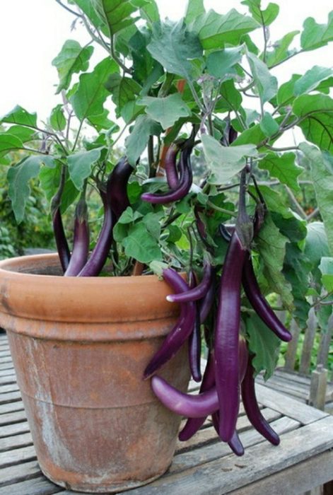 سبزیجاتی که می‌توانید در بالکن پرورش دهیدVegetables you can grow on your balcony مجموعه تولیدی سیدوس ,تولید کننده گلدان پلاستیکی سیدوس ,بیش از 120نوع, اعم از گلدان استوانه ای پلاستیکی سیدوس,گلدان الماسی پلاستیکی سیدوس,گلدان مربعی پلاستیکی,گلدان مثلثی پلاستیکی,گلدان گرد پلاستیکی ,باکس مستطیلی,در اندازه های کاکتوسی تا درختچه ای