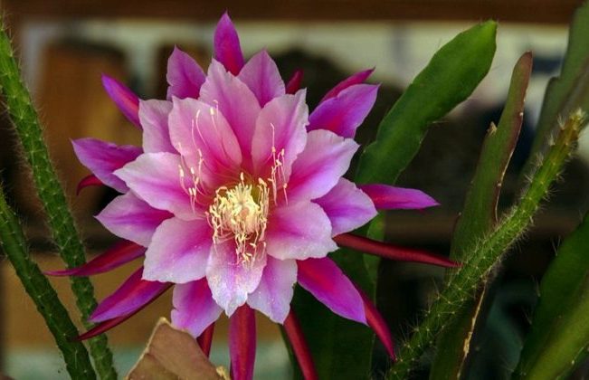 گل فیلوکاکتوس یا اپی‌فیلوم (Epiphyllum)، گونه‌ای از گیاهان اپی فیت و از خانواده کاکتوس‌ها (Cactaceae)، بومی آمریکای مرکزی و آمریکای جنوبی است.مجموعه تولیدی سیدوس,تولید کننده گلدان پلاستیکی سیدوس