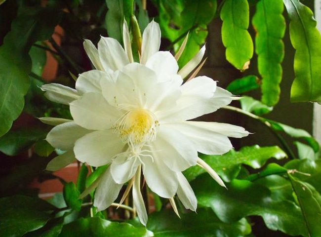 گل فیلوکاکتوس یا اپی‌فیلوم (Epiphyllum)، گونه‌ای از گیاهان اپی فیت و از خانواده کاکتوس‌ها (Cactaceae)، بومی آمریکای مرکزی و آمریکای جنوبی است.مجموعه تولیدی سیدوس,تولید کننده گلدان پلاستیکی سیدوس