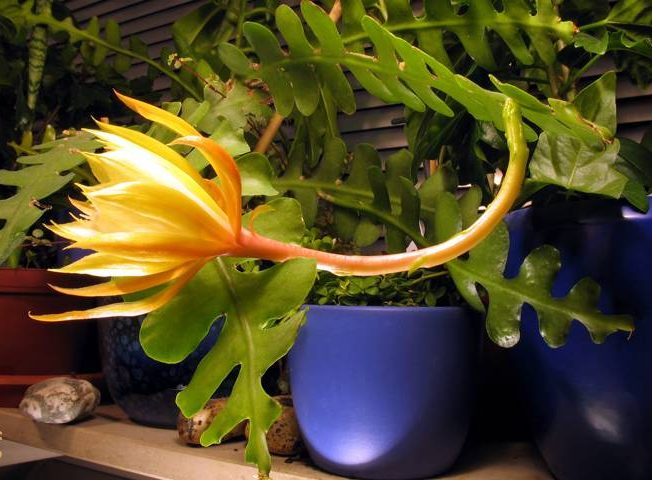 گل فیلوکاکتوس یا اپی‌فیلوم (Epiphyllum)، گونه‌ای از گیاهان اپی فیت و از خانواده کاکتوس‌ها (Cactaceae)، بومی آمریکای مرکزی و آمریکای جنوبی است.مجموعه تولیدی سیدوس,تولید کننده گلدان پلاستیکی سیدوس