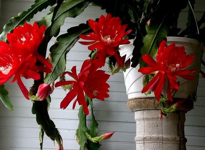 گل فیلوکاکتوس یا اپی‌فیلوم (Epiphyllum)، گونه‌ای از گیاهان اپی فیت و از خانواده کاکتوس‌ها (Cactaceae)، بومی آمریکای مرکزی و آمریکای جنوبی است.مجموعه تولیدی سیدوس,تولید کننده گلدان پلاستیکی سیدوس