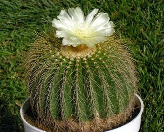 کاکتوس بدون تیغ کاکتوس اریوکاوتوس (Eriocactus) مجموعه تولیدی سیدوس تولید کننده گلدان پلاستیکی سیدوس