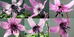 گل اریترونیومس Erythronium japonicum مجموعه تولیدی سیدوس تولید کننده گلدان پلاستیکی سیدوس