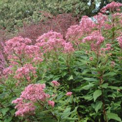 گل اوپاریوم Eupatorium Purpureum“ مجموعه تولیدی سیدوس تولید کننده گلدان پلاستیکی سیدوس