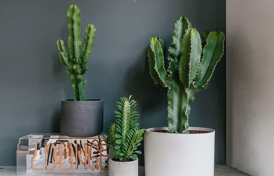 گیاه افوربیا در گلدان پلاستیکی سیدوسeuphorbia-plant-in-a-plastic-sidoos-pot
گلدان پلاستیکی  Plastic pot,  plastic vase مجموعه تولیدی سیدوس ,تولید کننده گلدان پلاستیکی سیدوس ,بیش از 120نوع, اعم از گلدان استوانه ای پلاستیکی سیدوس,گلدان الماسی پلاستیکی سیدوس,گلدان مربعی پلاستیکی,گلدان مثلثی پلاستیکی,گلدان گرد پلاستیکی ,باکس مستطیلی,در اندازه های کاکتوسی تا درختچه ای