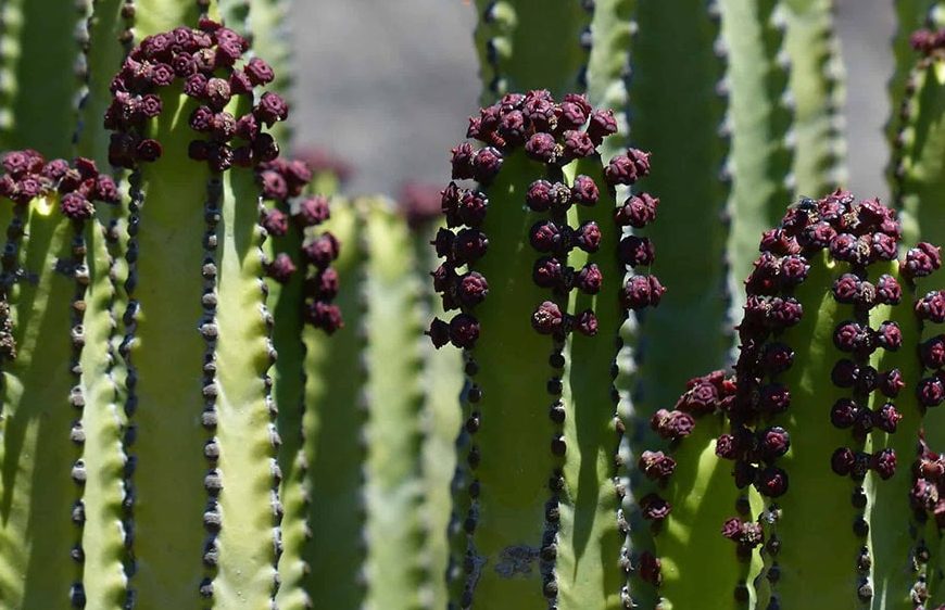 کاکتوس افوربیا زیباBeautiful Euphorbia cactus
مجموعه تولیدی سیدوس ,تولید کننده گلدان پلاستیکی سیدوس ,بیش از 120نوع, اعم از گلدان استوانه ای پلاستیکی سیدوس,گلدان الماسی پلاستیکی سیدوس,گلدان مربعی پلاستیکی,گلدان مثلثی پلاستیکی,گلدان گرد پلاستیکی ,باکس مستطیلی,در اندازه های کاکتوسی تا درختچه ای
