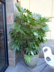 گیاه آرالیای ژاپنی Japanese Aralia plant مجموعه تولیدی سیدوس ,تولید کننده گلدان پلاستیکی سیدوس ,بیش از 120نوع, اعم از گلدان استوانه ای پلاستیکی سیدوس,گلدان الماسی پلاستیکی سیدوس,گلدان مربعی پلاستیکی,گلدان مثلثی پلاستیکی,گلدان گرد پلاستیکی ,باکس مستطیلی,در اندازه های کاکتوسی تا درختچه ای